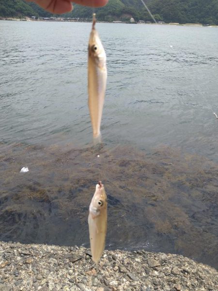 キス釣りからのシーバス